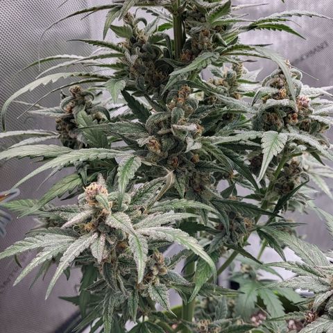 Jammy Dodgers #2 growlog timeline photo