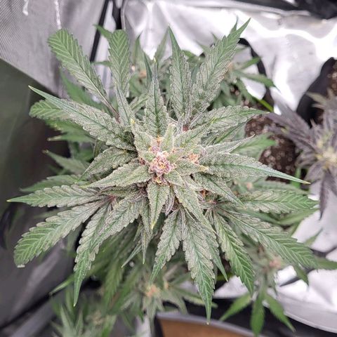 Jammy Dodgers #2 growlog timeline photo