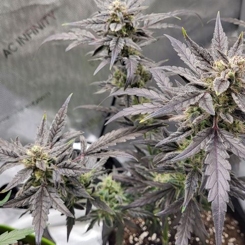 Toof Decay x Walter White growlog timeline photo
