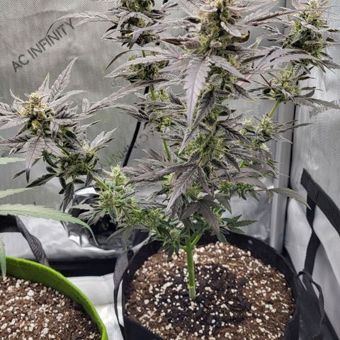 Toof Decay x Walter White growlog timeline photo