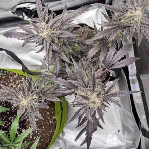 Toof Decay x Walter White growlog timeline photo