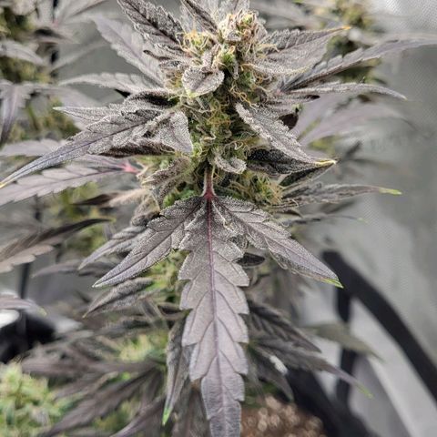 Toof Decay x Walter White growlog timeline photo