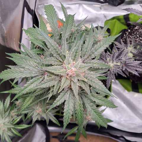 Jammy Dodgers #2 growlog timeline photo