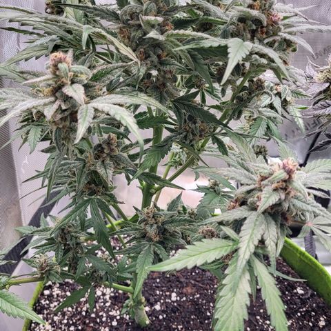Jammy Dodgers #2 growlog timeline photo