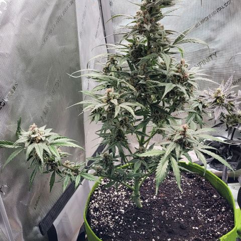 Jammy Dodgers #2 growlog timeline photo