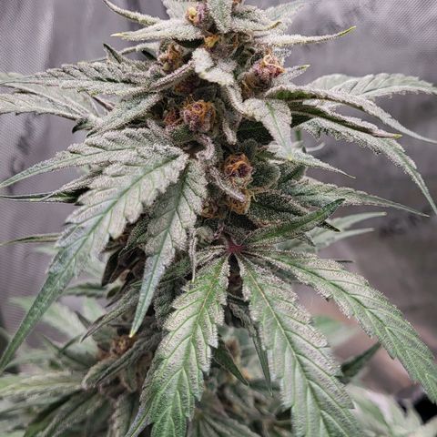 Jammy Dodgers #2 growlog timeline photo
