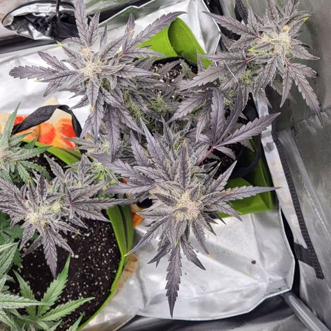 Toof Decay x Walter White growlog timeline photo