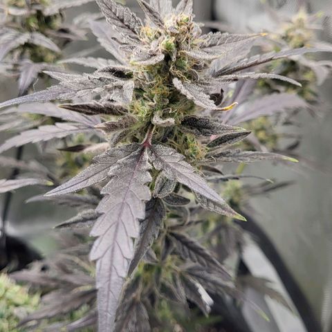 Toof Decay x Walter White growlog timeline photo