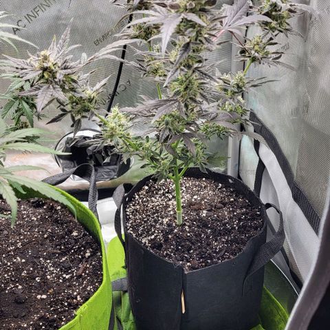 Toof Decay x Walter White growlog timeline photo