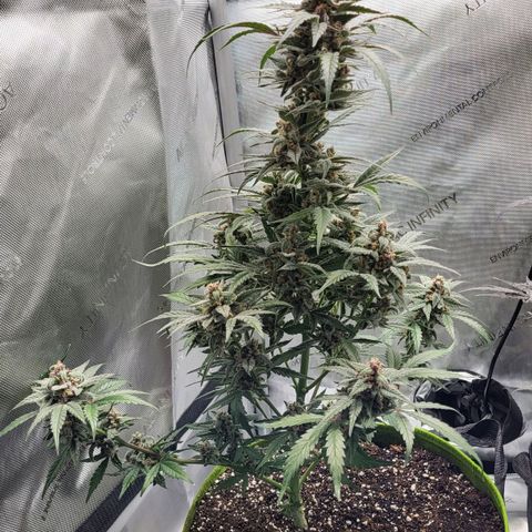Jammy Dodgers #2 growlog timeline photo