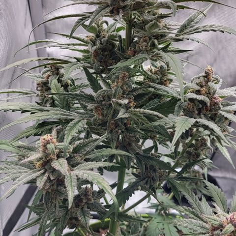 Jammy Dodgers #2 growlog timeline photo