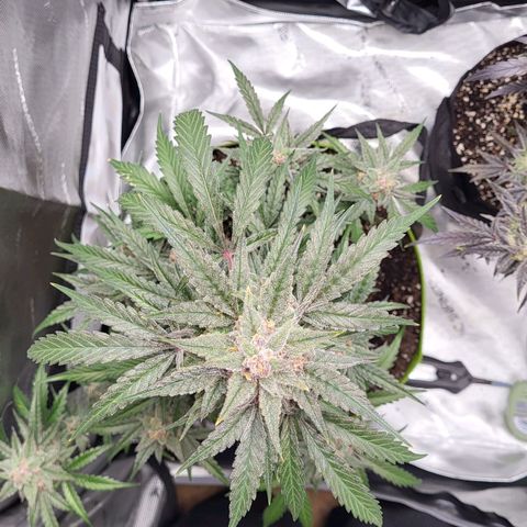 Jammy Dodgers #2 growlog timeline photo