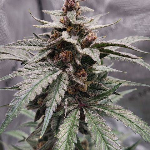 Jammy Dodgers #2 growlog timeline photo