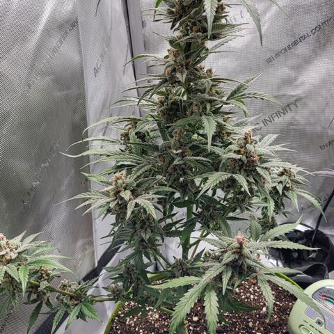 Jammy Dodgers #2 growlog timeline photo