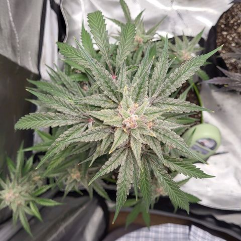 Jammy Dodgers #2 growlog timeline photo