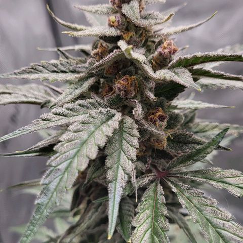 Jammy Dodgers #2 growlog timeline photo