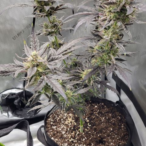 Toof Decay x Walter White growlog timeline photo