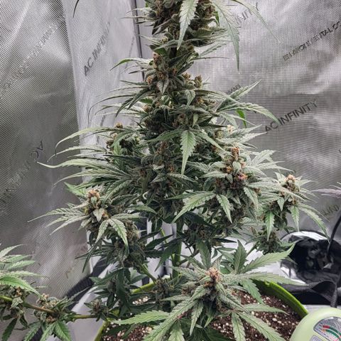 Jammy Dodgers #2 growlog timeline photo