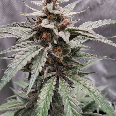 Jammy Dodgers #2 growlog timeline photo
