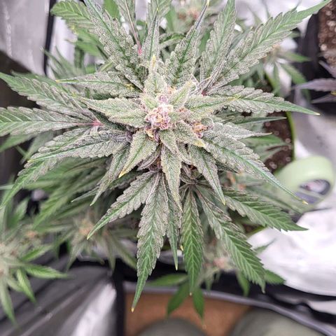 Jammy Dodgers #2 growlog timeline photo