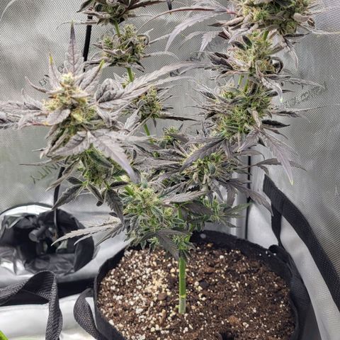 Toof Decay x Walter White growlog timeline photo