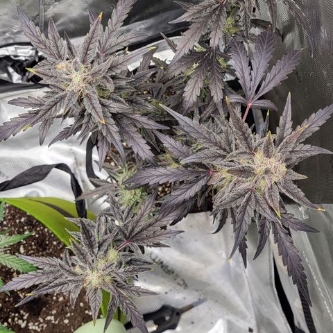 Toof Decay x Walter White growlog timeline photo