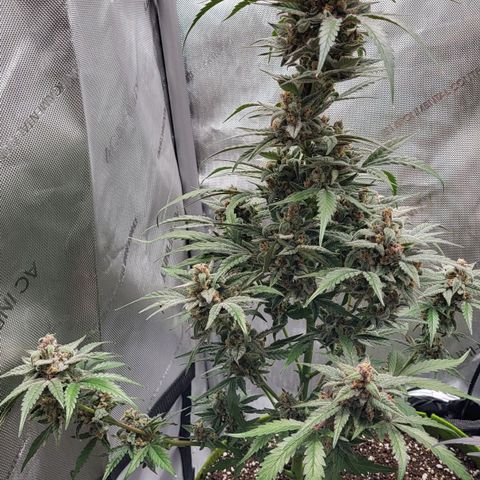 Jammy Dodgers #2 growlog timeline photo