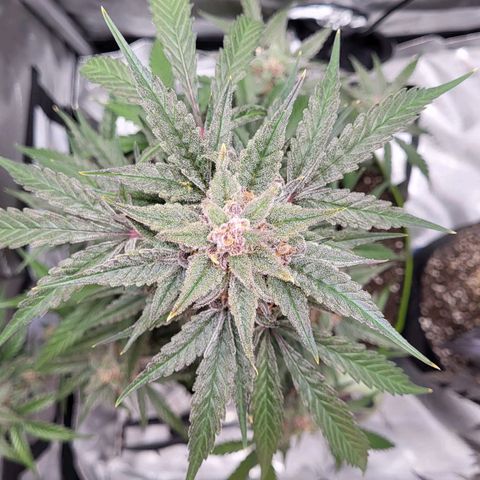 Jammy Dodgers #2 growlog timeline photo