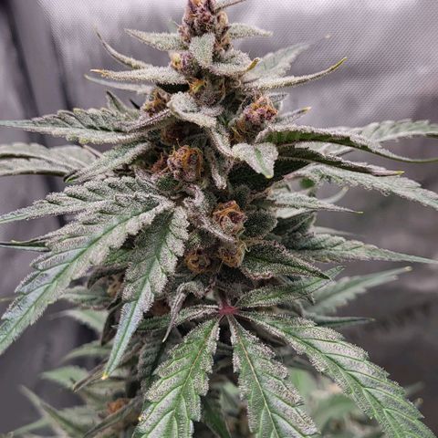 Jammy Dodgers #2 growlog timeline photo