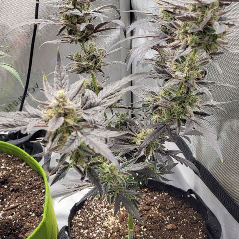 Toof Decay x Walter White growlog timeline photo