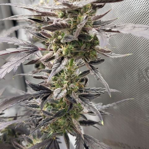 Toof Decay x Walter White growlog timeline photo