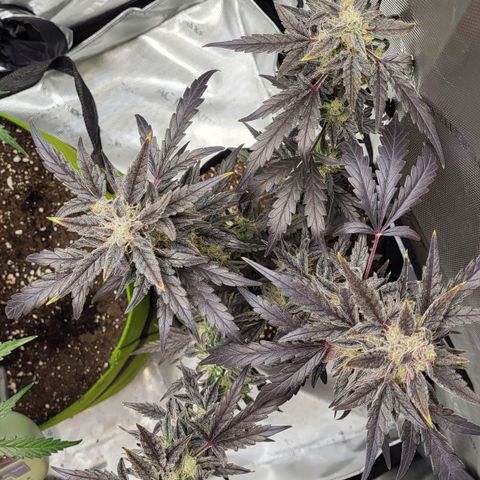 Toof Decay x Walter White growlog timeline photo