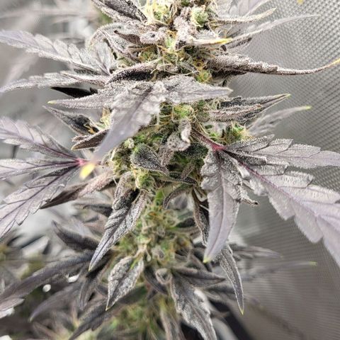 Toof Decay x Walter White growlog timeline photo