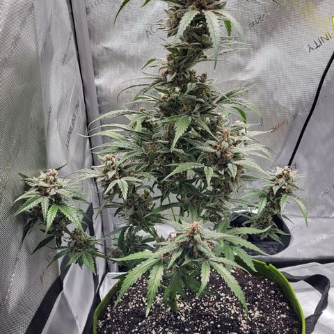 Jammy Dodgers #2 growlog timeline photo