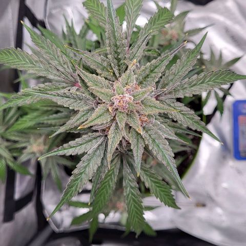 Jammy Dodgers #2 growlog timeline photo