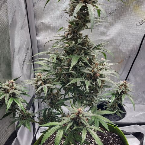 Jammy Dodgers #2 growlog timeline photo