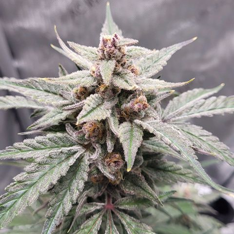 Jammy Dodgers #2 growlog timeline photo