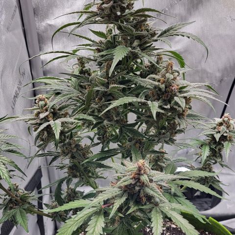 Jammy Dodgers #2 growlog timeline photo