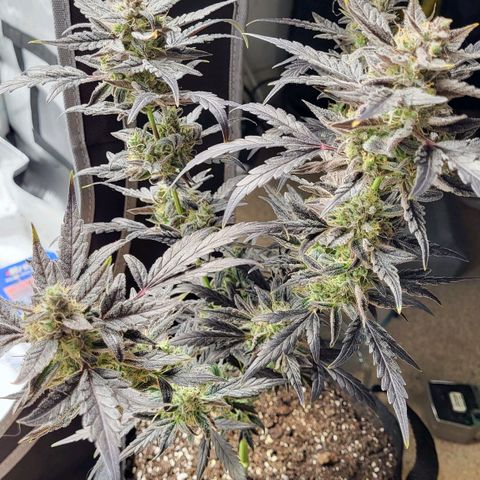 Toof Decay x Walter White growlog timeline photo