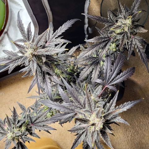 Toof Decay x Walter White growlog timeline photo