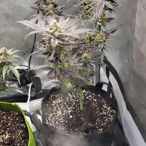Toof Decay x Walter White growlog timeline photo