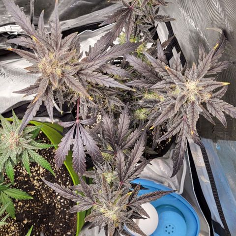 Toof Decay x Walter White growlog timeline photo