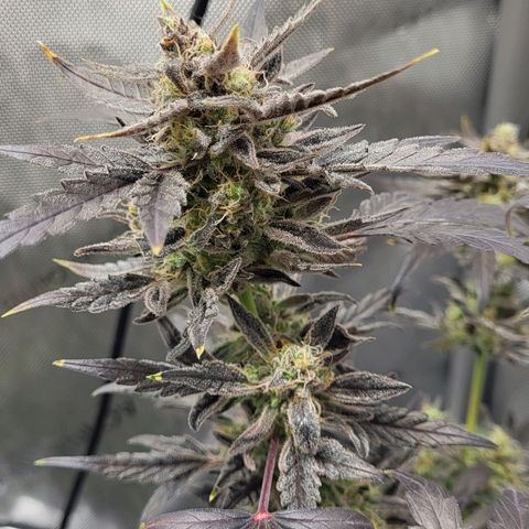 Toof Decay x Walter White growlog timeline photo