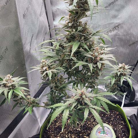 Jammy Dodgers #2 growlog timeline photo
