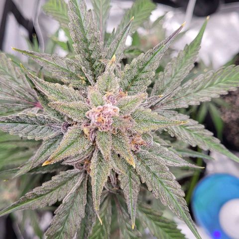 Jammy Dodgers #2 growlog timeline photo