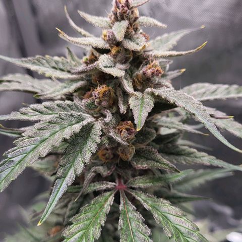 Jammy Dodgers #2 growlog timeline photo