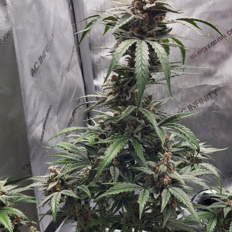 Jammy Dodgers #2 growlog timeline photo