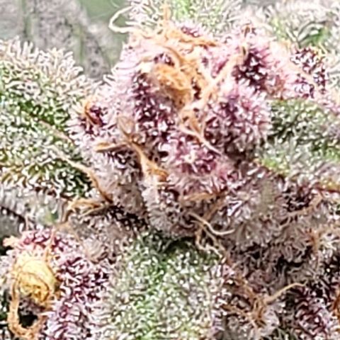 Jammy Dodgers #2 growlog timeline photo