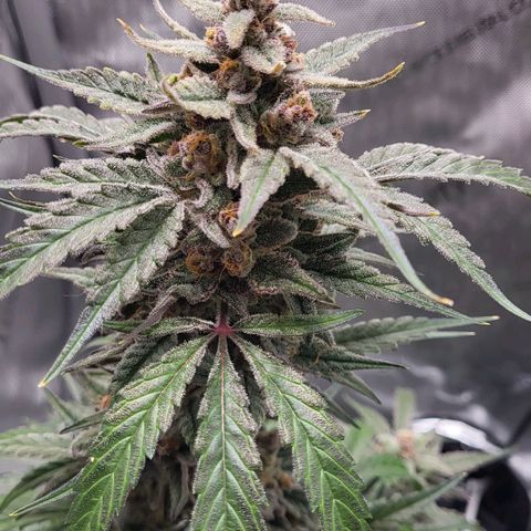 Jammy Dodgers #2 growlog timeline photo