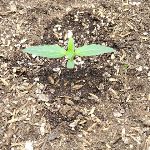 24K growlog timeline photo